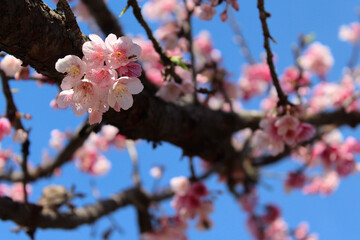 Pink cherry blossoms in full bloom against a clear blue sky background