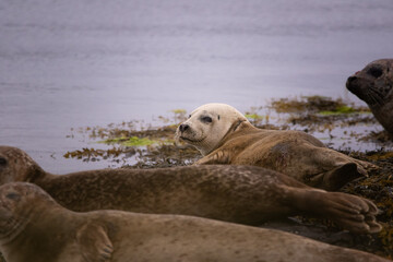 Colonie de phoque © Emeric