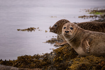 Tête à tête avec une colonie de phoque en Ecosse © Emeric
