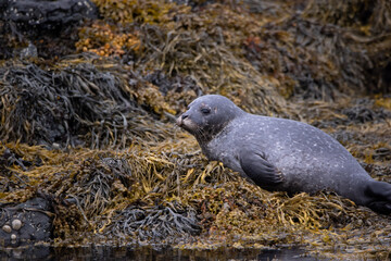Petit phoque © Emeric