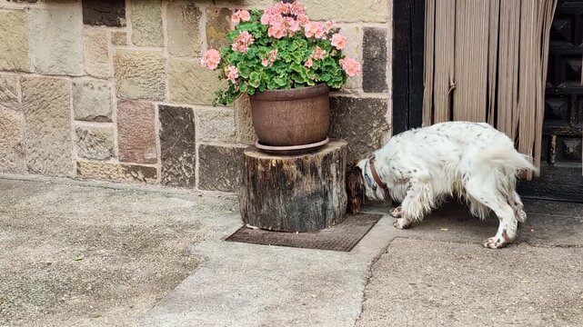 Playful english setter dog playing with a white toy mouse