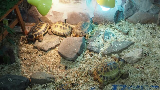 Russian Agrionemys steppe tortoise Testudo horsfieldii, Afghan or endemic Central Asian four-clawed tortoise, four-toed or Horsfield tortoise, is threatened species of tortoise in family Testudinidae