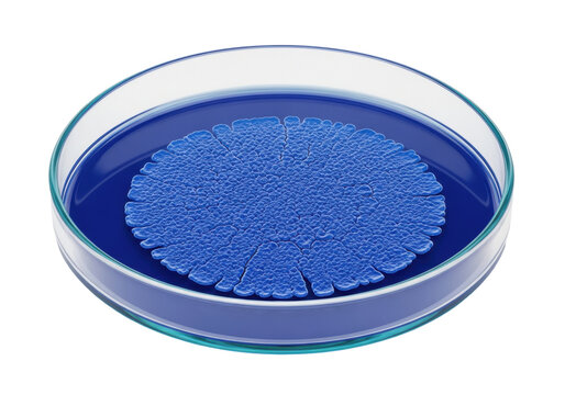 High magnification of a sapphire blue micrococcus bacteria colony in a focus-stacked glass petri dish on a sterile white surface, high contrast. Concept of biotechnology research