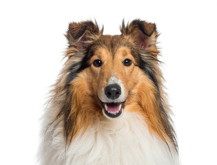 Rough Collie