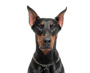 Doberman