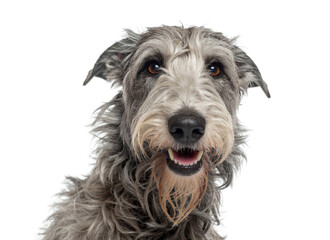 Irish Wolfhound