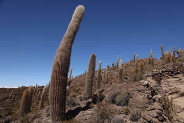 The giant cacti of the Incahuasi island in the Salar de Uyuni, Bolivia
