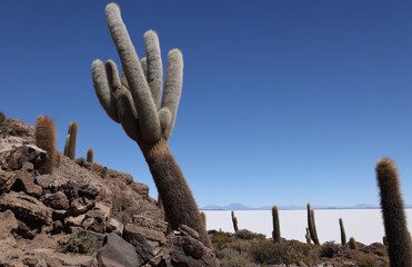 The giant cacti of the Incahuasi island in the Salar de Uyuni, Bolivia