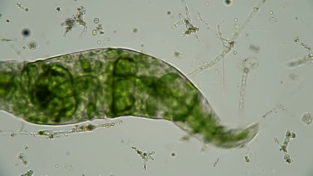 Microscopic algae cell showing its structure in a research lab, education, or scientific use