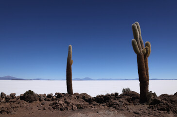 The giant cacti of the Incahuasi island in the Salar de Uyuni, Bolivia