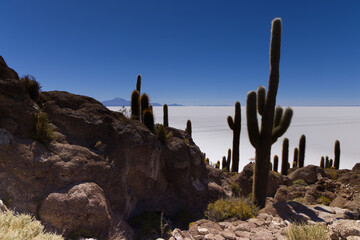 The giant cacti of the Incahuasi island in the Salar de Uyuni, Bolivia