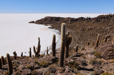 The giant cacti of the Incahuasi island in the Salar de Uyuni, Bolivia