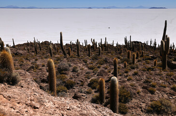 The giant cacti of the Incahuasi island in the Salar de Uyuni, Bolivia