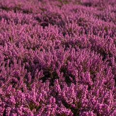 Fototapeta premium Dense purple and pink heather blossoms covering a natural landscape on a sunny day, showcasing the intricate texture of the tiny floral spikes ,tranquil ,foliage ,macro