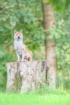 Female Shiba Inu sitting on a tree stump and observing in a meadow in a breeding dog farm. Canis familiaris, Cher 18, r&eacute;gion Centre Val de Loire, France, European Union, Europe