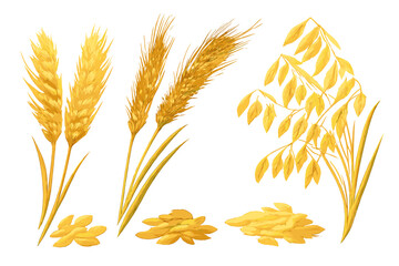 Golden wheat and oat stalks with grains