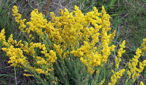Galium verum grows in nature