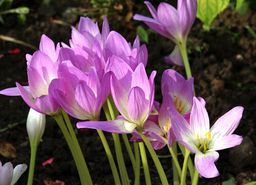 Late autumn flower (Colchicum autumnale) blooms in nature