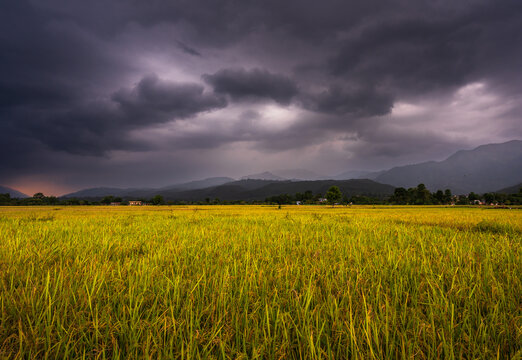 Rainclouds and ready to harvest paddy or rice crop on the agricultural land in Rampur, Palpa, Nepal. 