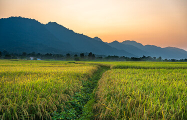 Scene of ready to harvest paddy crop in Rampur, Palpa Nepal. 