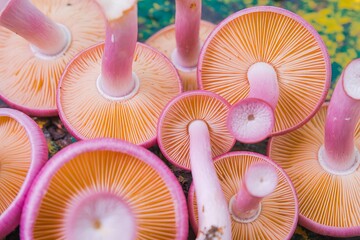 The most beautiful mushroom species