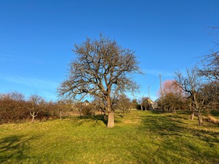 Obraz premium 파란 하늘과 나무