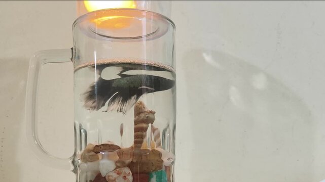 betta fish swimming gracefully inside a transparent glass container. Clean background and natural motion make it suitable for pet care, calm visuals, and aquarium-related content.