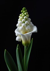 Elegant white trumpet shaped lily flowers blooming in spring. A symbol of hope, purity, and the holiday season ,centerpiece ,elegant ,studio