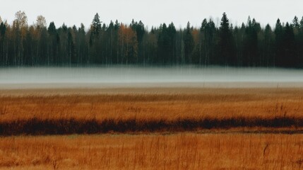 foggy sunrise casting golden light on countryside meadows