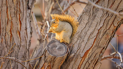 Squirrel Eating Perched in a Tree © Dylan