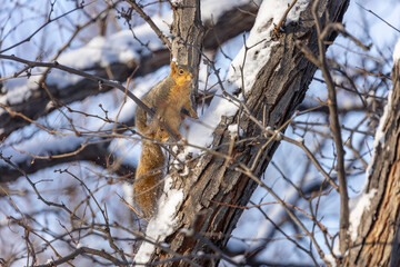 Surrounded by a blanket of white, a nimble squirrel navigates the ice-slicked bark of a pine tree deep in the Rocky Mountain wilderness.