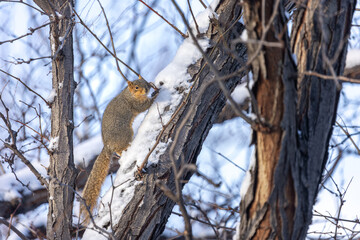 Fototapeta premium Squirrel During Winter Climbing a Tree