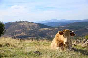 Blonde cow resting on the grass with a mountain landscape background, the place where cattle graze