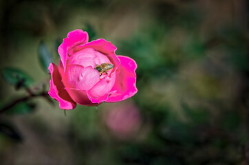 Blooming Pink Rose Flower and a Bee