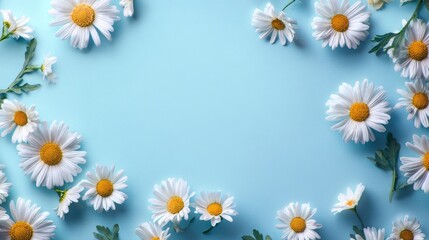 Fototapeta premium Flat lay composition of fresh white daisies with yellow centers arranged around light blue background