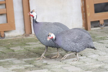 Helmeted guineafowl (Numida meleagris) is a distinctive ground bird with a dotted black body, bare blue head, and casque. Native to Africa, it is known for alert behavior and social flock movement.
