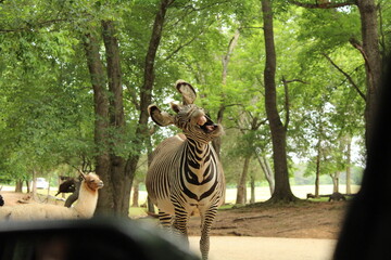 Zebra Laugh