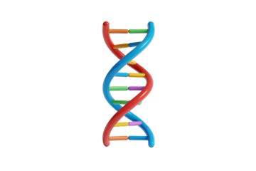 Colorful DNA Double Helix Model