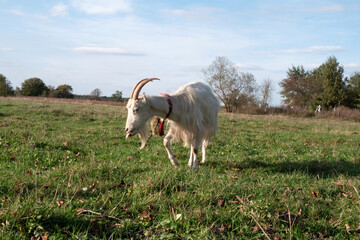 Obraz premium Long-haired white goat grazing with head down on a green autumn meadow.
