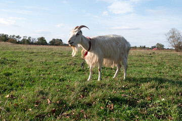 Fototapeta premium White goat moving across a green field with wide scenery and soft daylight.