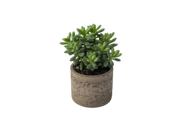 Fototapeta premium Small Green Succulent in a Pot