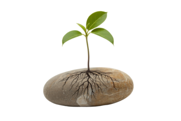 Sprout growing from stone with roots