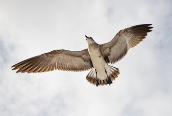 Seagull bird observing the water. Sea gull with beak and feather. Laughing Gull. Seagull sitting outdoor. Laughing seagull at the sea. Seagull near water. Sea gull bird. Fauna and nature. Soaring gull