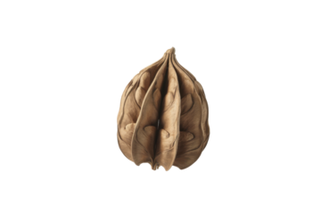 Exotic brown seed pod with unique shape