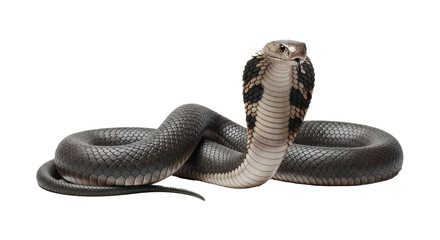 Naklejka premium King Cobra Snake with Hood Spread Isolated on White