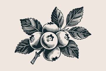 Hand-drawn blueberry branch with ripe berries and detailed leaves, engraved style on light background. Concept of organic fruit harvest