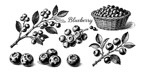 Blueberry fruits, branches, and basket depicted in detailed hand-drawn engraving style on white background, concept of botanical food illustration