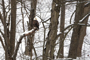 Mature bald eagle in the wild. Snow covered ground and trees. Bird is perched on a branch. Loyalhanna Dam located in Saltsburg, Pennsylvania. Winter, wildlife scene. 