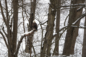 Mature bald eagle in the wild. Snow covered ground and trees. Bird is perched on a branch. Loyalhanna Dam located in Saltsburg, Pennsylvania. Winter, wildlife scene. Looking down to the right of the i