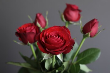 Fototapeta premium Velvet Red Rose Bouquet